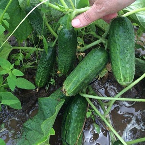 Le concombre Othello éprouvé et apprécié des éleveurs néerlandais
