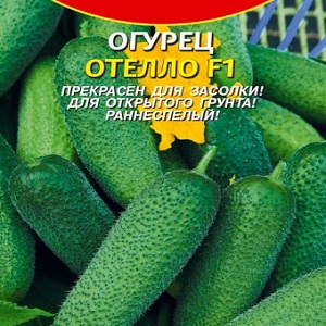 Le concombre Othello éprouvé et apprécié des éleveurs néerlandais