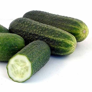 Le concombre Othello éprouvé et apprécié des éleveurs néerlandais