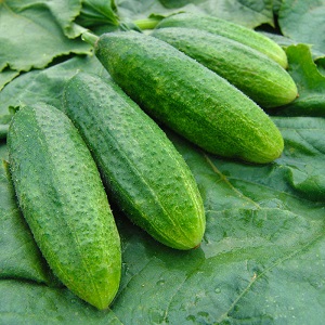 Le concombre Othello éprouvé et apprécié des éleveurs néerlandais