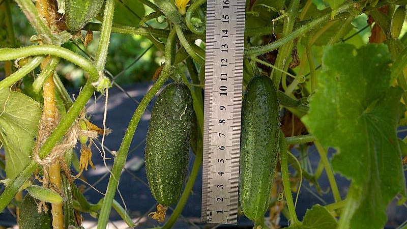 Le concombre Othello éprouvé et apprécié des éleveurs néerlandais