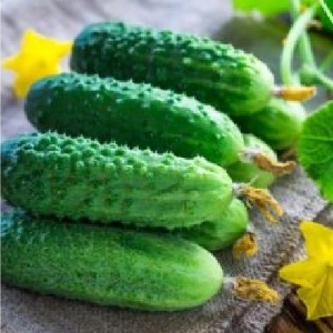 Le concombre Othello éprouvé et apprécié des éleveurs néerlandais