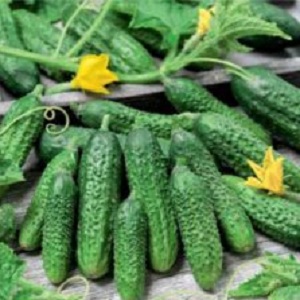 Pourquoi de nombreux résidents d'été aiment-ils autant l'hybride de concombre Cupidon: un aperçu des caractéristiques, des avantages et des inconvénients