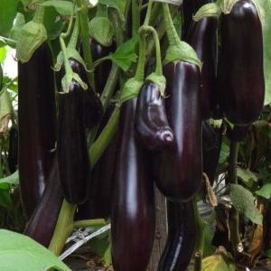 Ce qui est bon à propos de l'aubergine Ilya Muromets: critiques des résidents d'été et caractéristiques de la technologie agricole