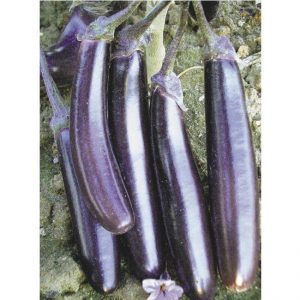 Sans prétention dans les soins et au goût incroyable de l'aubergine Roi du marché