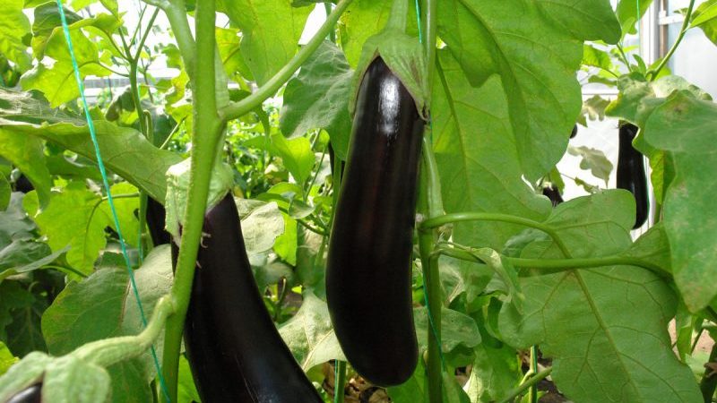 L'hybride d'aubergine Valentine F1 qui aime la chaleur des éleveurs néerlandais