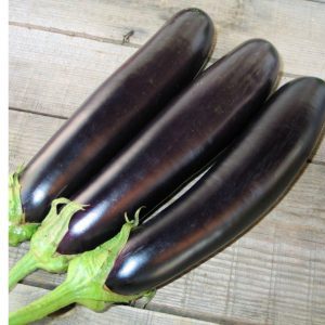 L'hybride d'aubergine Valentine F1 qui aime la chaleur des éleveurs néerlandais