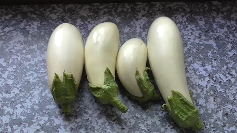 Avantages et inconvénients de l'aubergine Bibo et comment la cultiver