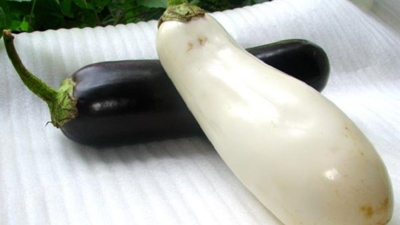 Avantages et inconvénients de l'aubergine Bibo et comment la cultiver