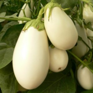 Avantages et inconvénients de l'aubergine Bibo et comment la cultiver