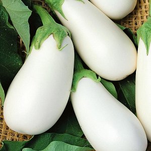 Avantages et inconvénients de l'aubergine Bibo et comment la cultiver