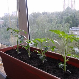 Une riche récolte de tomates toute l'année: comment faire pousser des tomates sur le balcon et ce qu'il faut pour cela