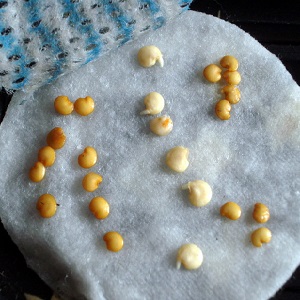 Une riche récolte de tomates toute l'année: comment faire pousser des tomates sur le balcon et ce qu'il faut pour cela