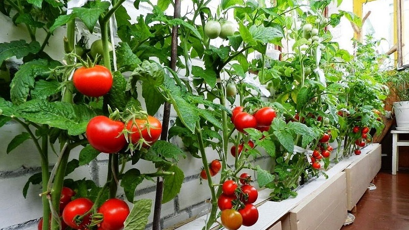 Une riche récolte de tomates toute l'année: comment faire pousser des tomates sur le balcon et ce qu'il faut pour cela