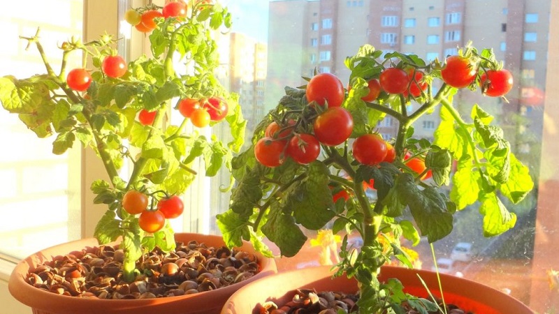 Une riche récolte de tomates toute l'année: comment faire pousser des tomates sur le balcon et ce qu'il faut pour cela
