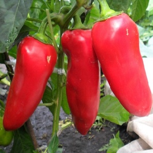 Marchand de poivre bulgare: avantages et inconvénients de la variété, les nuances de culture pour une récolte riche