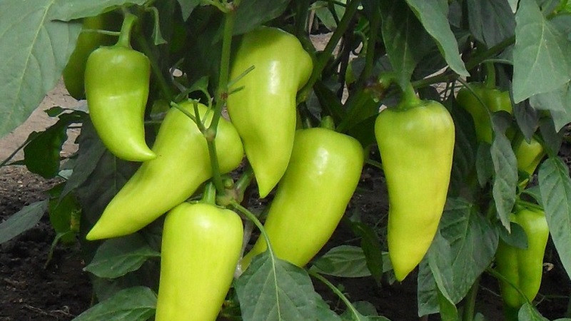 Marchand de poivre bulgare: les avantages et les inconvénients de la variété, les nuances de culture pour une récolte riche