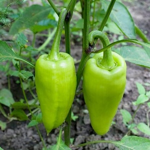 Marchand de poivre bulgare: avantages et inconvénients de la variété, les nuances de culture pour une récolte riche