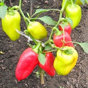 Marchand de poivre bulgare: les avantages et les inconvénients de la variété, les nuances de culture pour une récolte riche