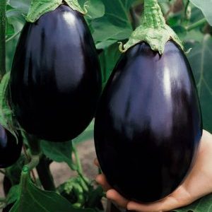 Pourquoi les résidents d'été aiment la variété d'aubergine Black Handsome et comment la cultiver