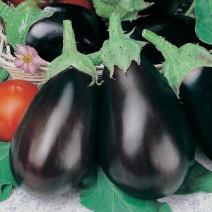 Pourquoi les résidents d'été aiment la variété d'aubergine Black Handsome et comment la cultiver