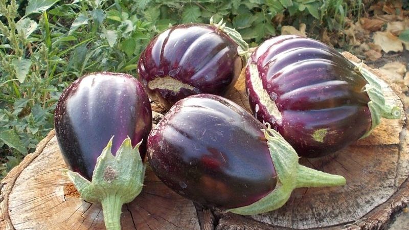 Pourquoi les résidents d'été aiment la variété d'aubergine Black Handsome et comment la cultiver