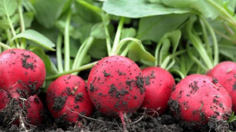 Nous faisons la récolte du radis pour l'hiver par congélation et par d'autres moyens
