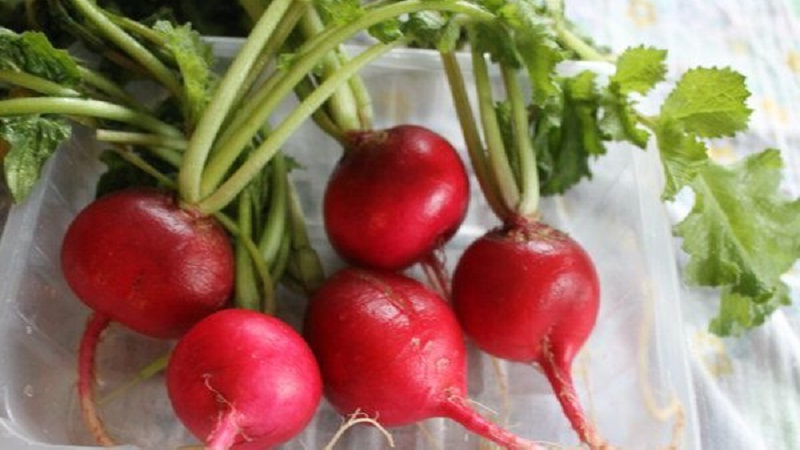 Nous faisons la récolte du radis pour l'hiver par congélation et par d'autres moyens