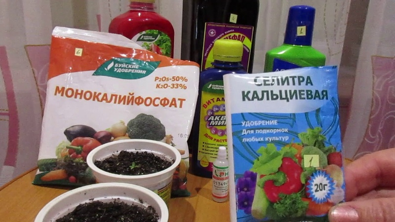 À quoi servent les engrais azotés pour les concombres en serre, à quoi servent-ils et comment les appliquer correctement?