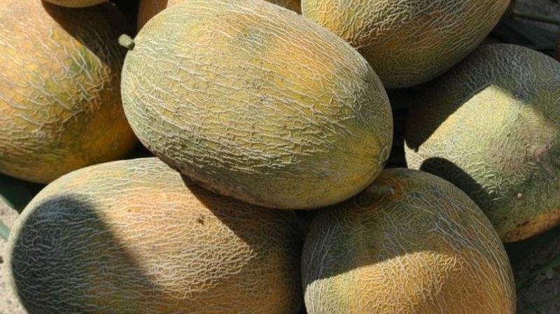 Un favori des résidents d'été, l'hybride de melon Amal a bon goût et résiste aux maladies