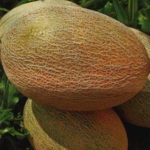Un favori des résidents d'été, l'hybride de melon Amal a bon goût et résiste aux maladies