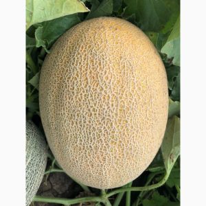 Un favori des résidents d'été, l'hybride de melon Amal a bon goût et résiste aux maladies