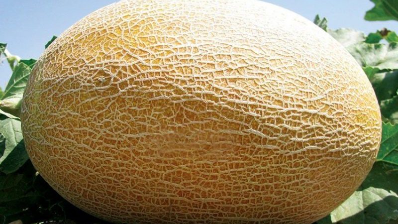 Un favori des résidents d'été, l'hybride de melon Amal a bon goût et résiste aux maladies