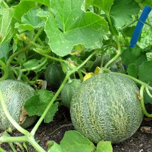 Cantaloup exotique Cantaloup: un aperçu d'une variété au goût et à l'arôme incroyables