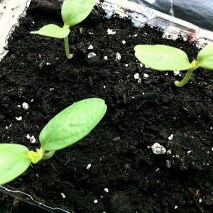 Cantaloup exotique Cantaloup: un aperçu d'une variété au goût et à l'arôme incroyables