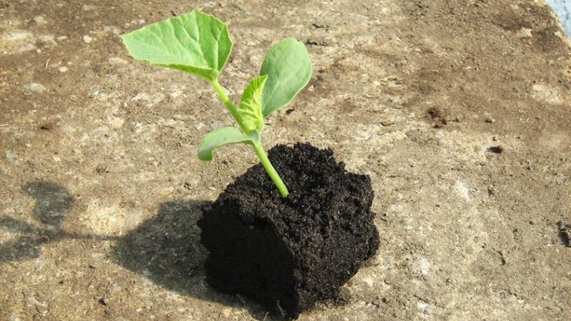 Cantaloup exotique Cantaloup: un aperçu d'une variété au goût et à l'arôme incroyables