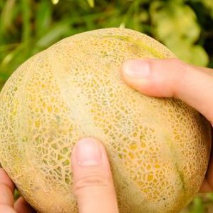 Que faire si le melon n'est pas mûr: règles de stockage pour la maturation des fruits et conseils pour choisir