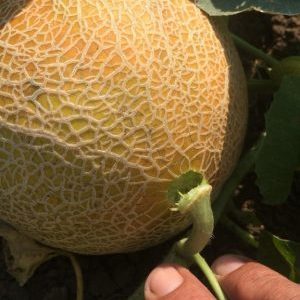 Que faire si le melon n'est pas mûr: règles de stockage pour la maturation des fruits et conseils pour choisir