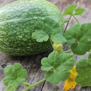 Qu'est-ce que la citrouille à feuilles de figuier: caractéristiques de l'espèce et son utilisation en cuisine et en médecine traditionnelle