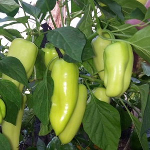 Hybride de Hollande - Gypsy pepper: description et instructions pour la culture