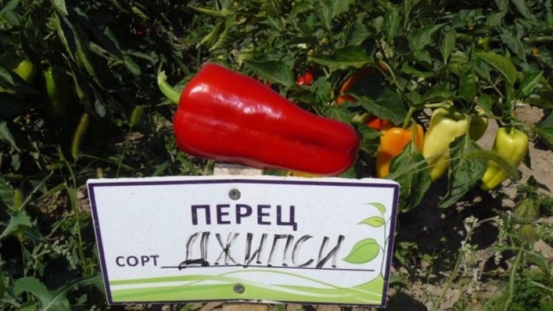 Hybride de Hollande - Gypsy pepper: description et instructions pour la culture