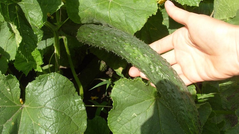 Concombre hybride chinois tolérant au froid F1 pour la culture dans les régions aux climats rigoureux