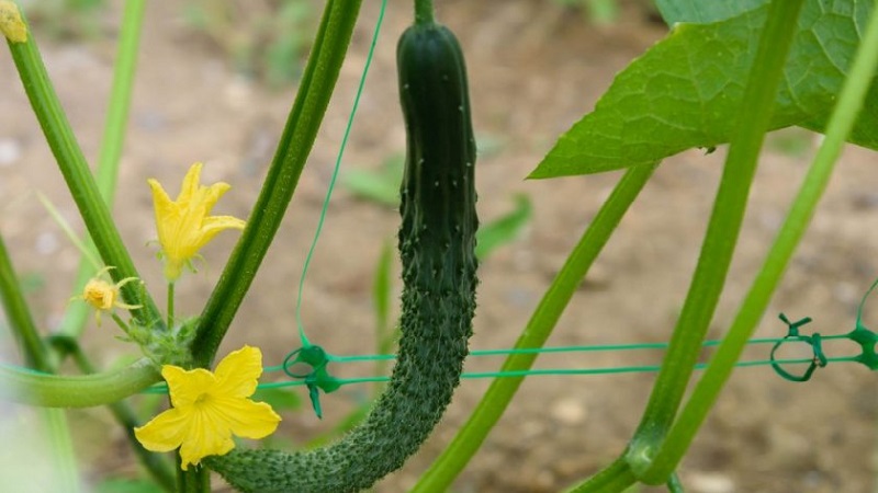 Concombre hybride chinois tolérant au froid F1 pour la culture dans les régions aux climats rigoureux
