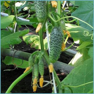 Un hybride à maturation précoce du concombre Maryina Roscha f1, apprécié des résidents d'été pour son rendement élevé