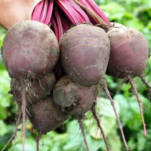 Pourquoi les jardiniers préfèrent l'hybride de betterave Wodan F1 et comment le cultiver correctement