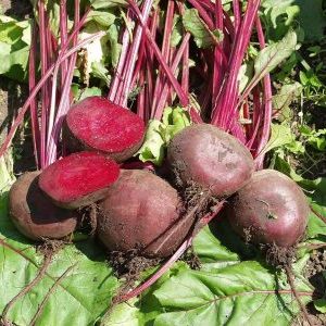 Pourquoi les jardiniers préfèrent l'hybride de betterave Wodan F1 et comment le cultiver correctement