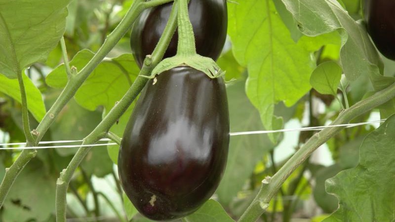 Aubergine hybride Clorinda des éleveurs néerlandais