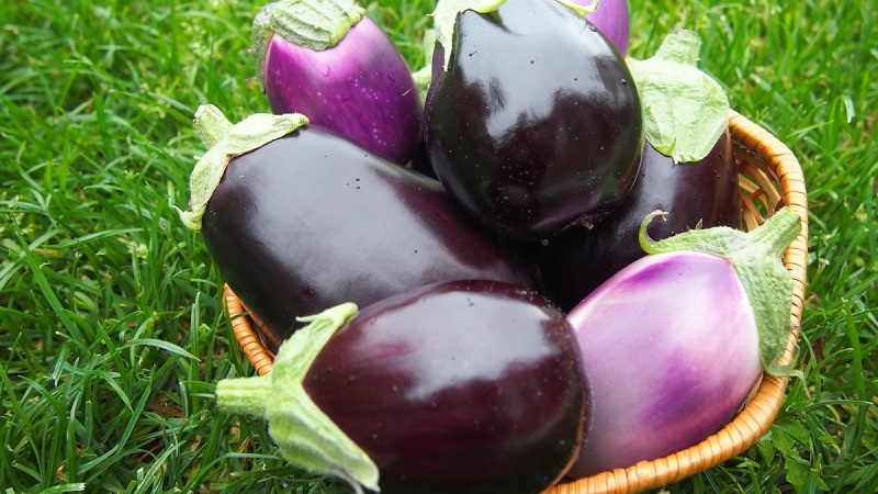 Aubergine hybride Clorinda des éleveurs néerlandais
