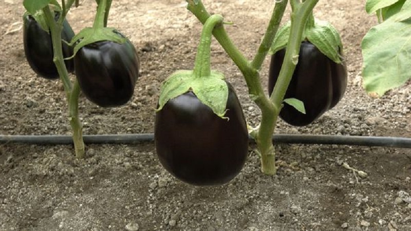 Aubergine hybride Clorinda des éleveurs néerlandais