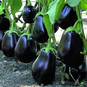 Aubergine hybride Clorinda des éleveurs néerlandais